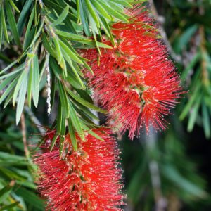 Callistemon