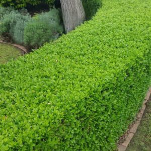 Buxus - Box Hedge
