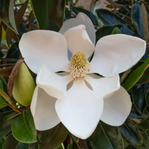 Magnolias