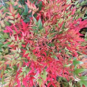 Nandinas