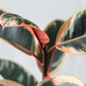Indoor - Ficus