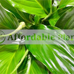 Indoor - Peace Lily