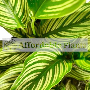 Indoor - Calathea