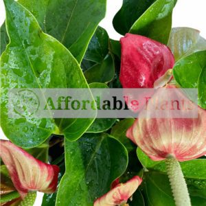 Indoor - Anthurium