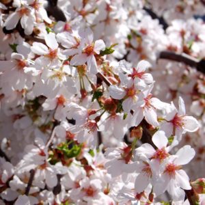Weeping Cherry
