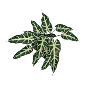 Indoor - Alocasia