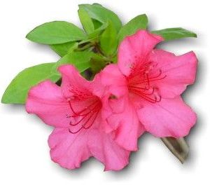 Azalea