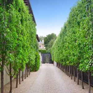Ornamental Pears