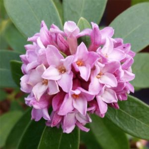 Daphne