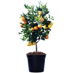 Double Grafted Citrus
