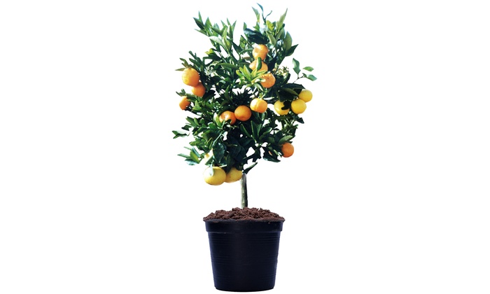 Double Grafted Citrus - Affordable Plants