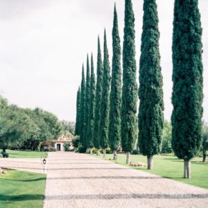 Pencil Pines (Glauca)