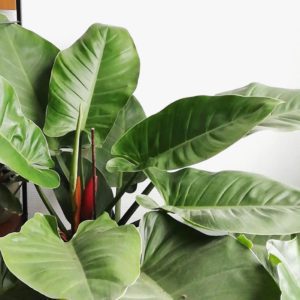 Indoor - Philodendron