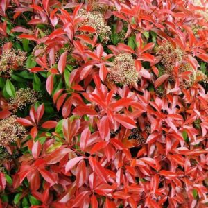 Photinia