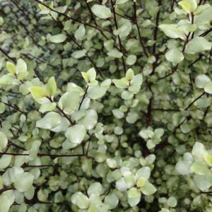 Pittosporum
