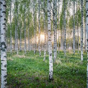 Silver Birch