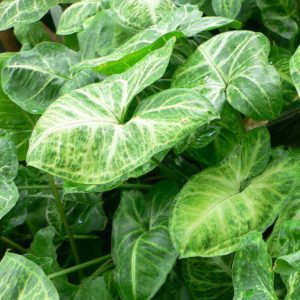 Indoor - Syngonium