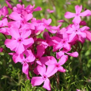 Phlox