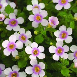 Bacopa