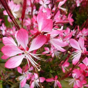 Gaura