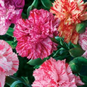 Carnation