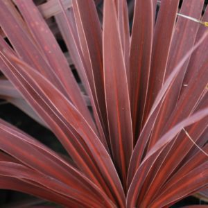 Cordyline