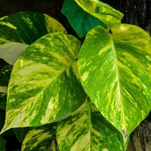 Indoor - Epipremnum