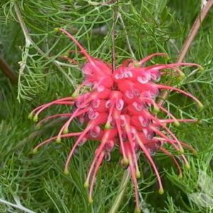Grevillea