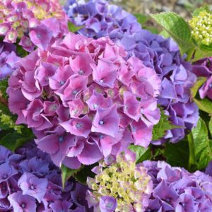 Hydrangea