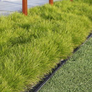 Lomandra