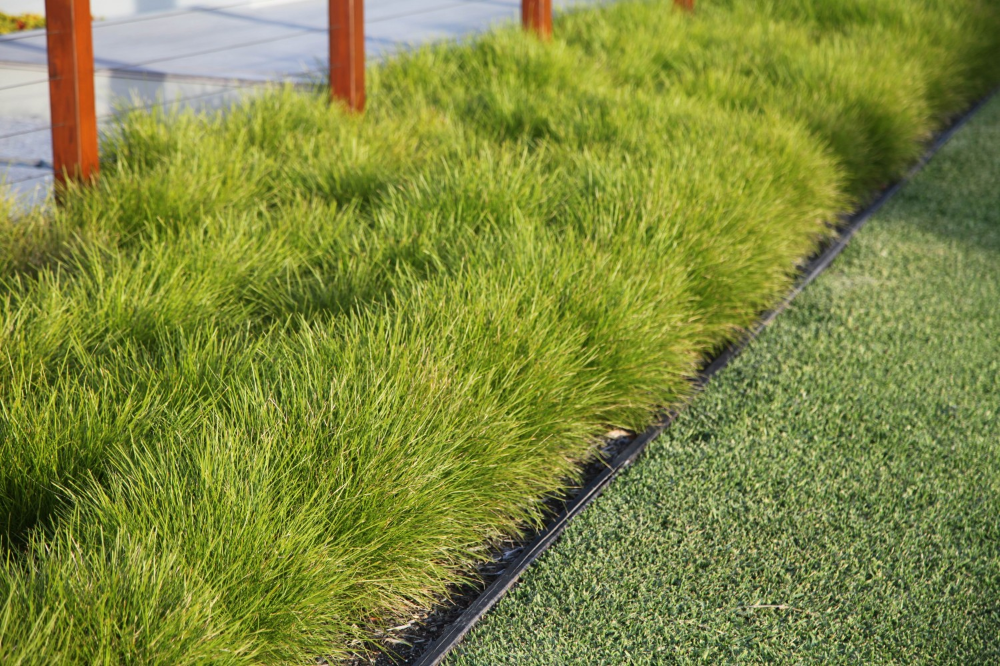 Lomandra - Affordable Plants