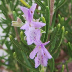 Rosemary