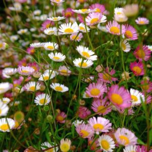 Seaside Daisy
