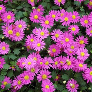 Brachyscome