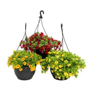 Calibrachoa Hanging Basket