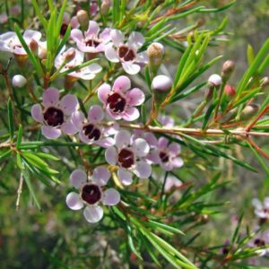 Chamelaucium