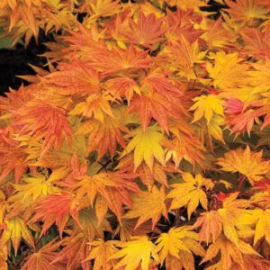 Weeping Maple
