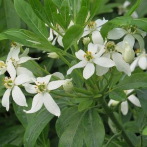 Mexican Orange Blossom