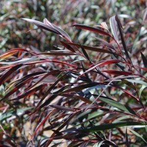 Agonis