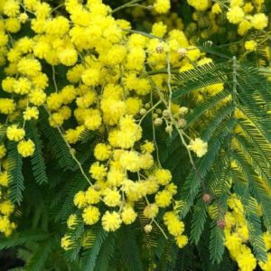 Acacia