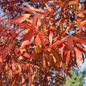 Claret Ash