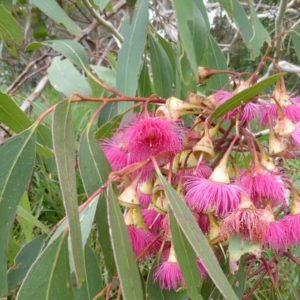 Eucalyptus
