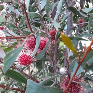 Hakea