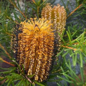 Banksia