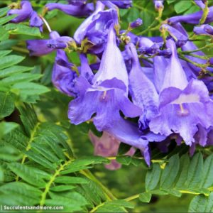 Jacaranda