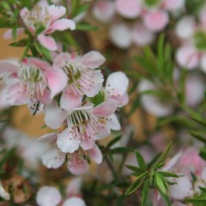 Leptospermum