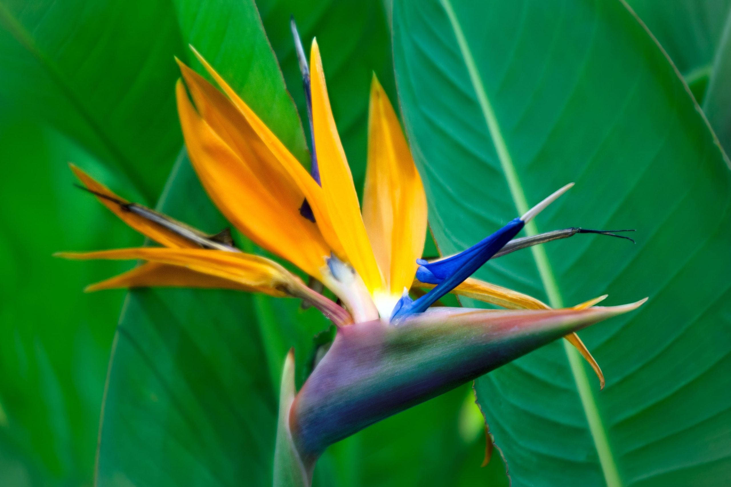 Strelitzia - Bird of Paradise - Affordable Plants