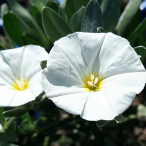 Convolvulus