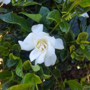 Gardenia