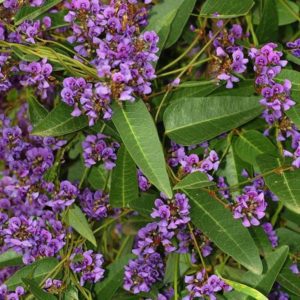 Hardenbergia